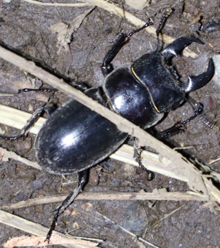 ヒラタクワガタ♂（今年２４回目の遭遇 取り出して確認）_枝先のヤナギ－ヤナギ林_2023年6月16日20時15分 気温22.７度